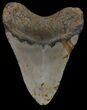 Megalodon Tooth - North Carolina #67314-2